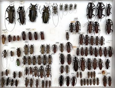 a lot of bugs that are on display in a white frame