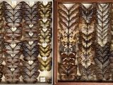 two pictures of different types of feathers in a display case