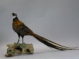 a bird that is standing on top of a piece of wood