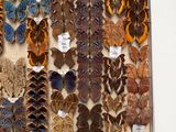 many different types of butterflies displayed in a white frame