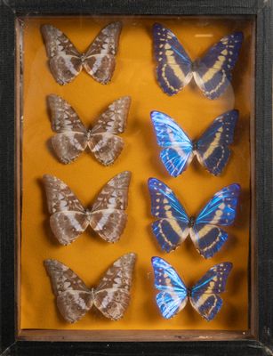 many butterflies in a shadow box on a yellow background