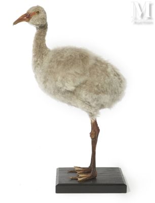 a stuffed bird that is standing on a wooden stand