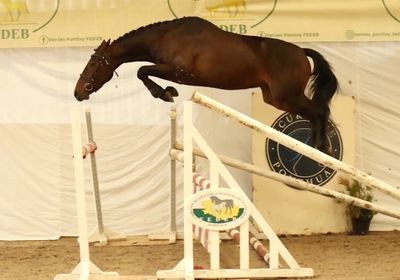 a horse that is jumping over an obstacle in a competition