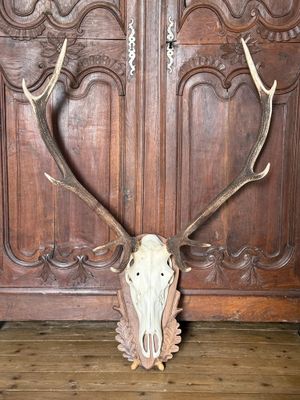 une tête de cerf avec ses bois, fixée sur une porte en bois
