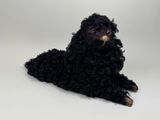 un caniche toy noir assis sur un fond blanc