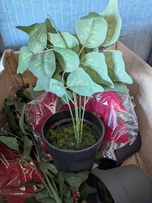 une plante posée dans une boîte par terre