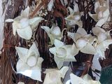 many white flowers in a glass vase on a table