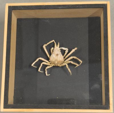 [ENTOMOLOGIE] Belle boîte entomologique vitrée contenant un …