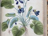 a picture of a plant with blue flowers on it