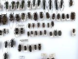 a lot of bugs that are on display on the wall