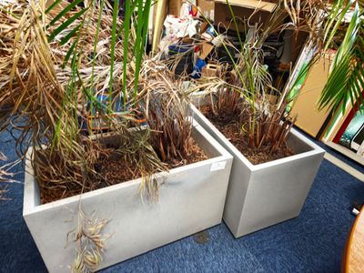 deux jardinières posées au sol et contenant des plantes