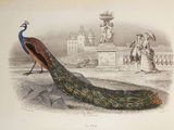 an old print of a peacock standing in front of a building