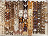 many different types of butterflies in a display case