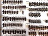 a lot of bugs that are hanging on the wall