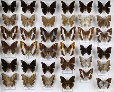 de nombreux papillons exposés dans une vitrine