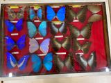 a display of butterflies in a glass case on a table