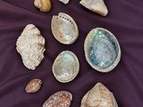 many shells on a purple sheet on a bed