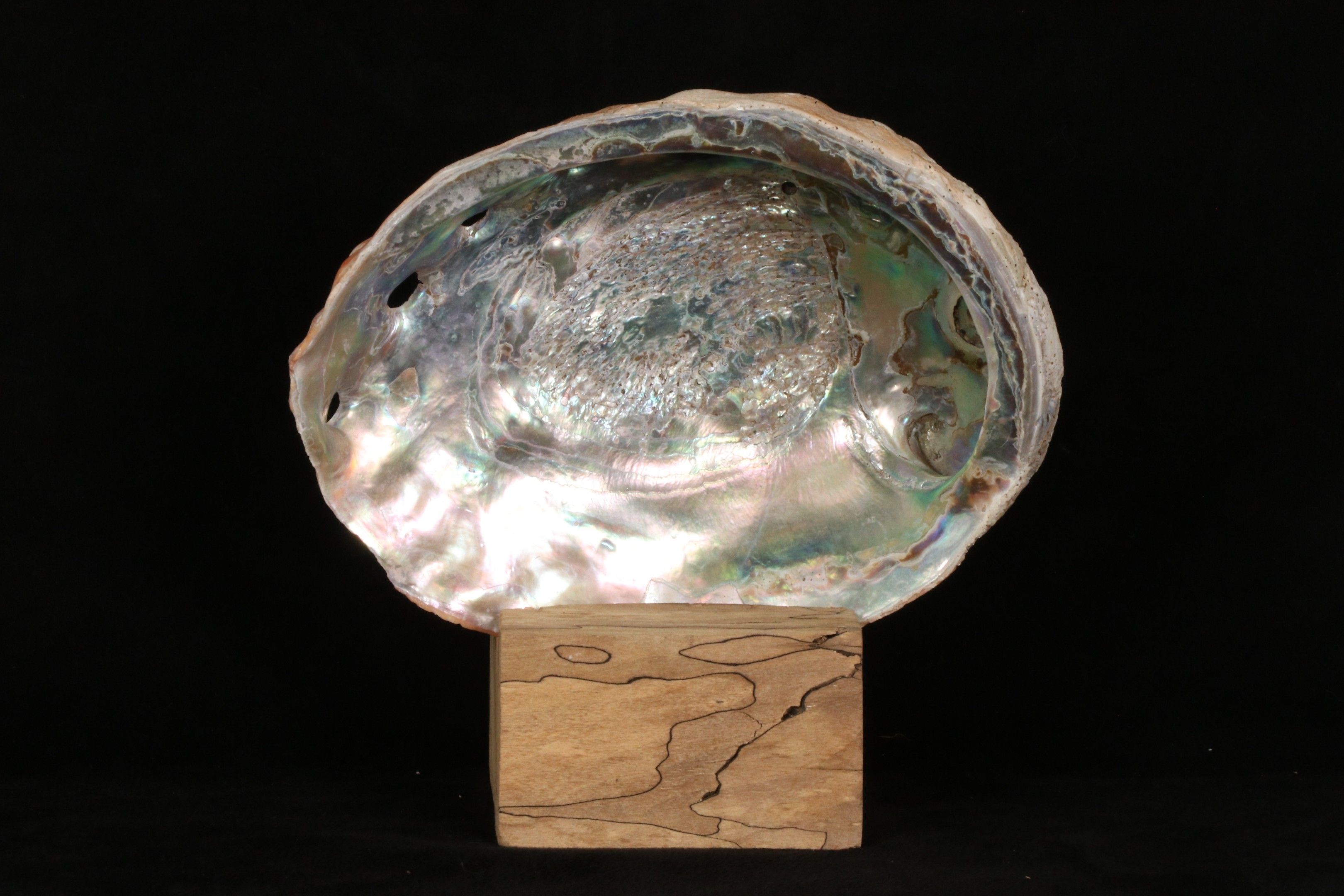 Objets d'art & Curiosités