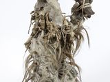 an image of a sculpture of a man with long hair on a white surface