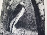 drawing of a pelican standing in the water near a tree
