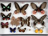 de nombreux types de papillons exposés dans une boîte