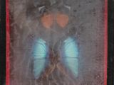 a picture of a blue butterfly in a black frame