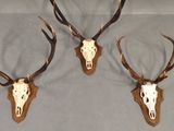 three deer heads mounted on a wall with antlers on them