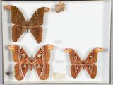 trois papillons de nuit dans une vitrine, dont l'un est accompagné d'un papillon