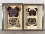 deux papillons encadrés dans une vitrine accrochée au mur