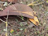 an old rusted piece of metal sitting in the grass