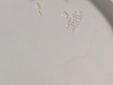 a close up of a white plate with a bird on it