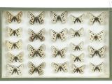 an image of a display case filled with lots of butterflies