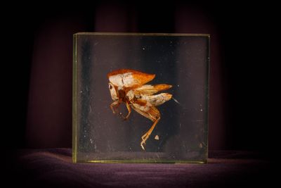 une photo d'un papillon de nuit dans une boîte en verre