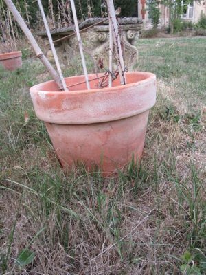 une plante qui pousse dans un pot posé dans l'herbe