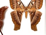 a picture of a moth and a leaf in a white frame