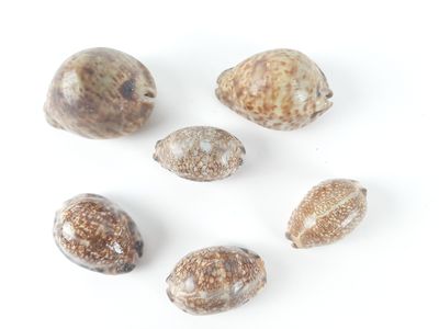 several shells are arranged on a white surface with a white background