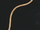 an image of a snake ' s tail on a black background