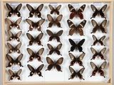 une vitrine contenant de nombreuses espèces différentes de papillons