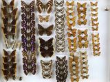 de nombreux types de papillons exposés dans une vitrine
