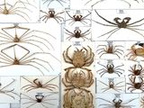 many different types of spiders on display in a display case