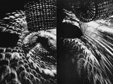 photographie en noir et blanc d'un oiseau avec un panier sur la tête