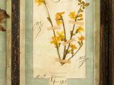 two framed pictures of yellow flowers on a green background