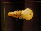 an image of a piece of food in a glass container