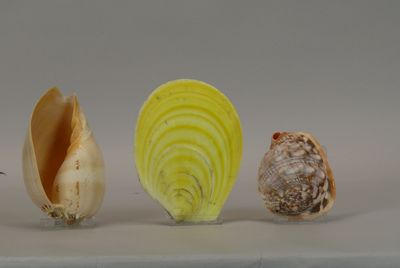 three different types of shells sitting on a table