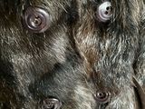 two dogs that are standing next to each other