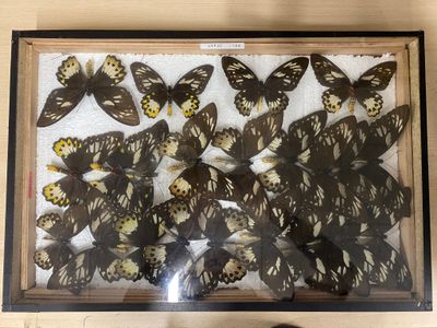 a lot of butterflies that are on display in a frame