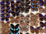 many different types of butterflies displayed in a box
