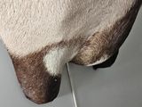 a close up of a horse ' s head with a white and brown mane