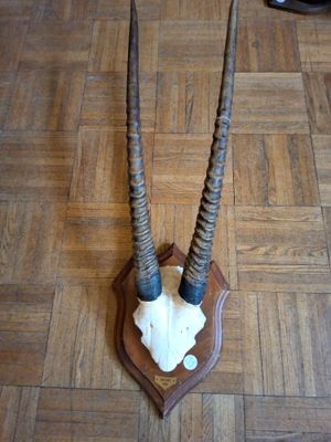 une antilope à deux cornes sur un mur en bois