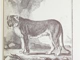 a book with a picture of a lion on it